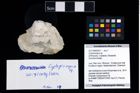 Foto (Objekt + Etikett) von Cycloprosopon sp.  (NHMW-GEO-2017-0089-0011)